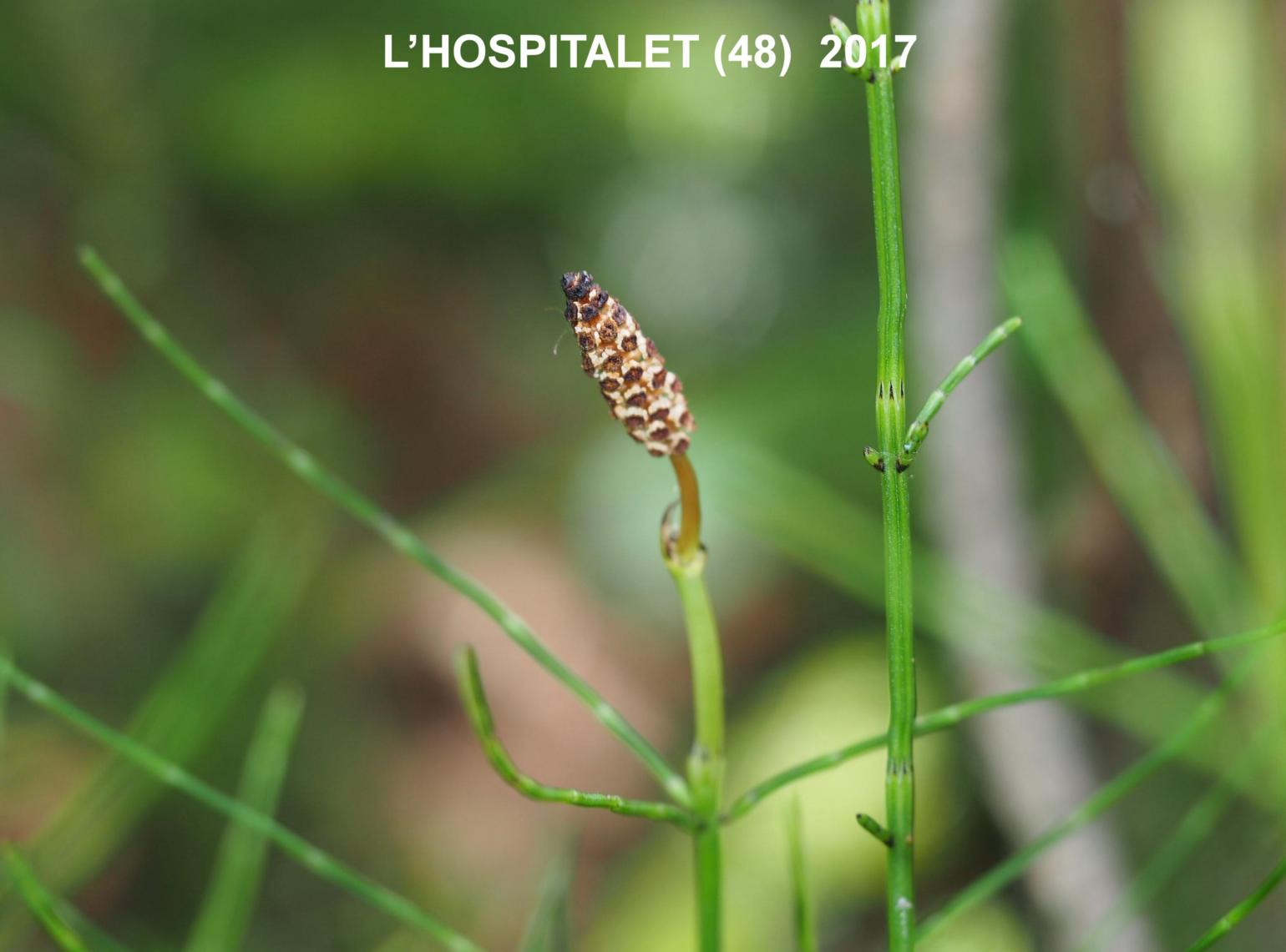 Horsetail, Branched